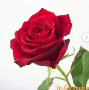 赤い薔薇の画像