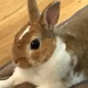 コムの画像