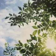ふうの画像