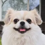 ポップきゅんの画像