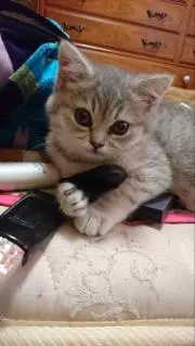 ひなび
