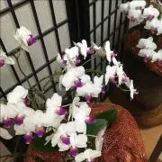 みーしゃんの画像
