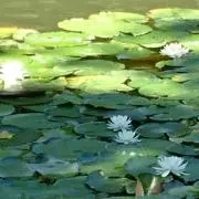 舞の画像