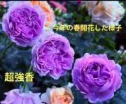 丸（プロフィールを必読)の画像