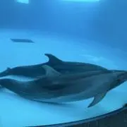 かりんの画像