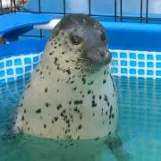 とろっぷう