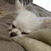 やまもんの画像