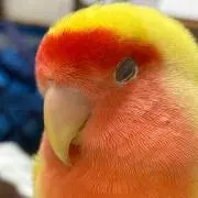 ちちち
