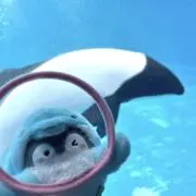 咲亜の画像