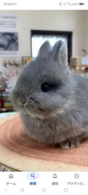 しゅうまい