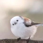 SAMの画像
