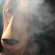 エレファントの画像