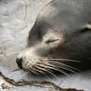 ずるもんの画像