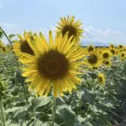 ringo♪の画像