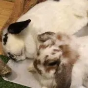 kkまろんの画像