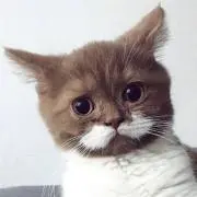 一期一会の画像