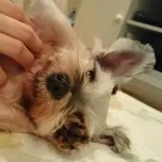 モっさん