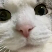 ぴよの画像