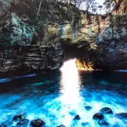 バンブーの画像