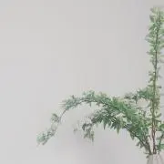 メロディー