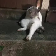 神楽坂のねこの画像