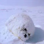 Anの画像