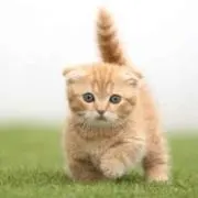 みーちゃん ☆の画像