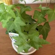 メイメの画像