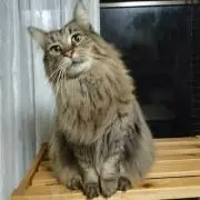 くろねこの画像