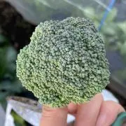 kochimiの画像