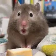 先行購入者限定】Chevon 2ndワンマンライブメンバー直筆サイン入