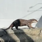 あげものの画像