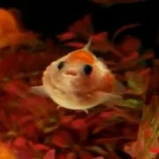 リサ(✴プロフ必読✴)の画像