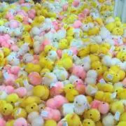 ひよこ