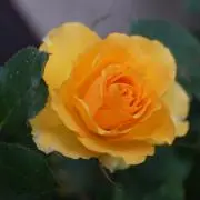 Feliceの画像