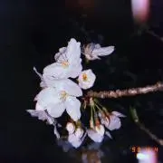 おかの画像