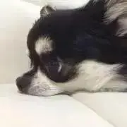 ぴょーたん★値引き交渉歓迎★の画像
