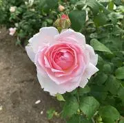 まゆまま