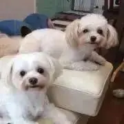 チョコバニラ