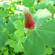 ベルの画像