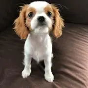 Misa