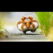 かなぽんの画像