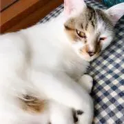 ねちこの画像