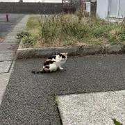 Roooの画像