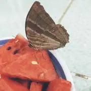 みん