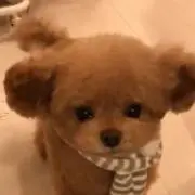 ななの画像