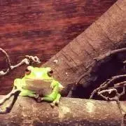 バビィの画像