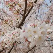 yoriの画像