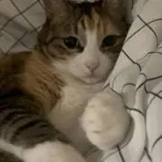 momoの画像