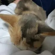 なごなご